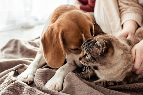 Beagle-Hund liegt zu Hause neben seinem Katzenfreund auf einer kuscheligen Decke.