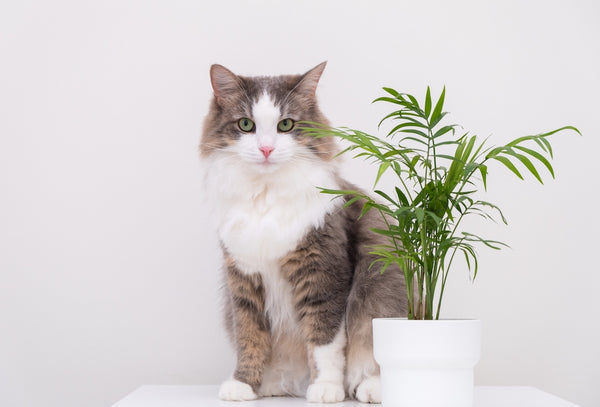 Gray cat on a white background eats a green flower in a pot.