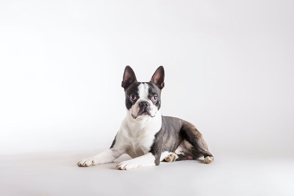 Boston Terrier: Amerikanischer Gentleman