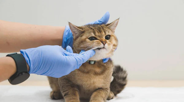 Katzenpflege: Tipps Zür Mundhygiene Und Zahngesundheit