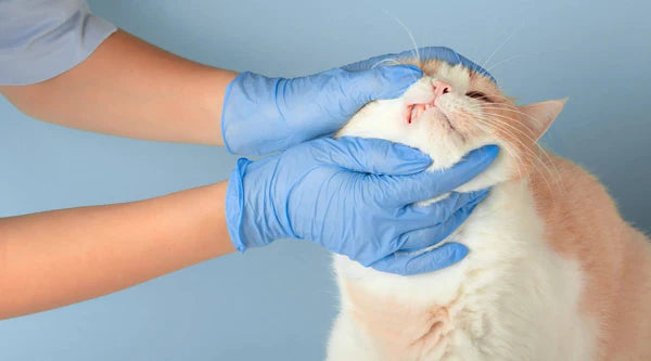 Zahnpflege Katze- Zur Mundhygiene Und Zahngesundheit