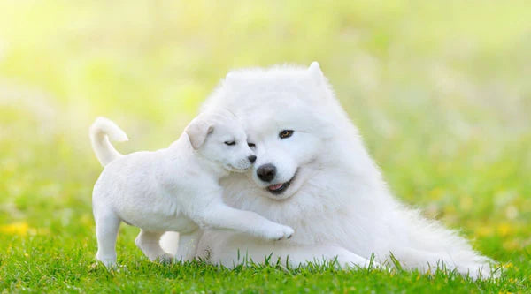Welche Hunderassen Sind Albino-Hunderassen?