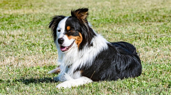 Black Australian Shepherd: Die Schwarze Schönheit