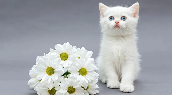Weißes britisches Kätzchen und Gänseblümchen