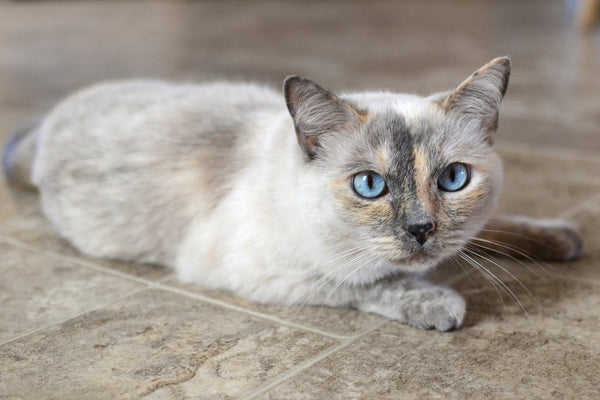 Wie Lange Leben Siamkatzen: Tipps Zur Erhöhung Der Langlebigkeit