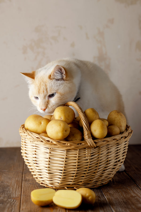 Eine schöne dicke weiße Katze schnüffelt an einem Weidenkorb voller Kartoffeln. Brauner Holztisch, beige Hintergrund.