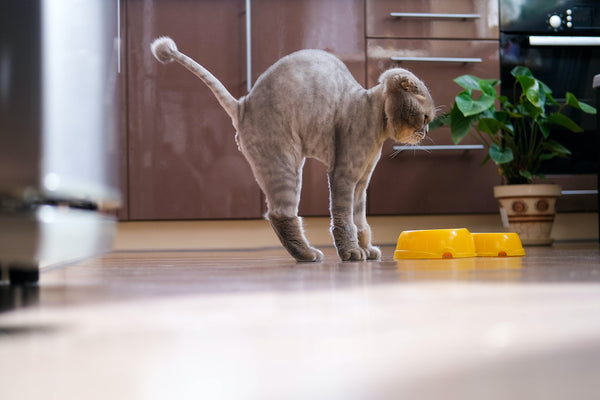 Eine schöne, gestutzte Katze wölbt ihren Rücken in der Nähe des Futters in der Küche.