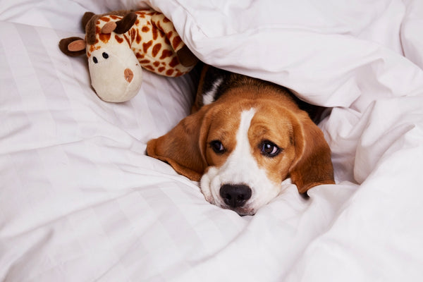 Ein süßer kleiner Beagle liegt im Bett.
