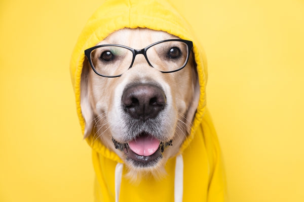 Auf gelbem Hintergrund sitzt ein Hund in gelber Jacke mit Kapuze und Brille.