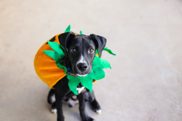 Ein Hund ist zu Halloween als Kürbis verkleidet