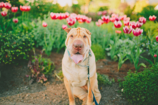 Ein glücklicher Shar-Pei-Hund, der im Frühling draußen vor einem Tulpenbeet sitzt.