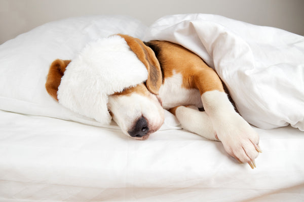Ein maskierter Beagle-Hund schläft auf einem Bett unter einer Decke.