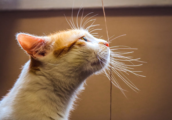 Porträt einer rothaarigen weißen Katze mit langen Schnurrhaaren