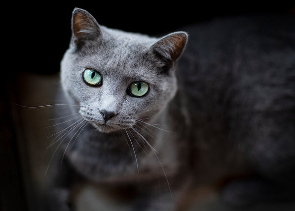 Eine hübsche graue Katze mit grünen Augen