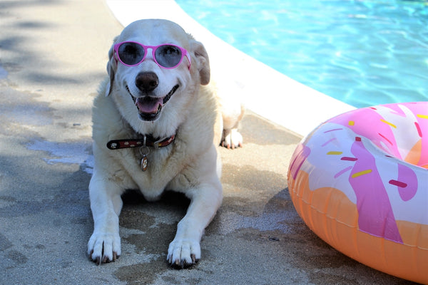 Entzückender goldener Labrador-Hund mit Sonnenbrille am Schwimmbad