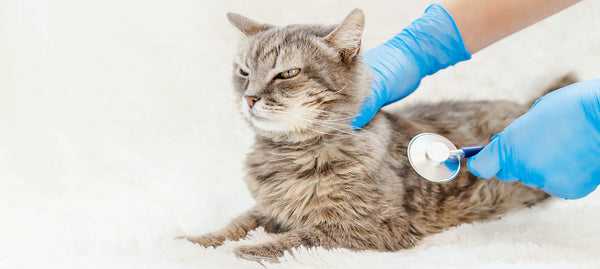 Ein Tierarzt untersucht eine Katze