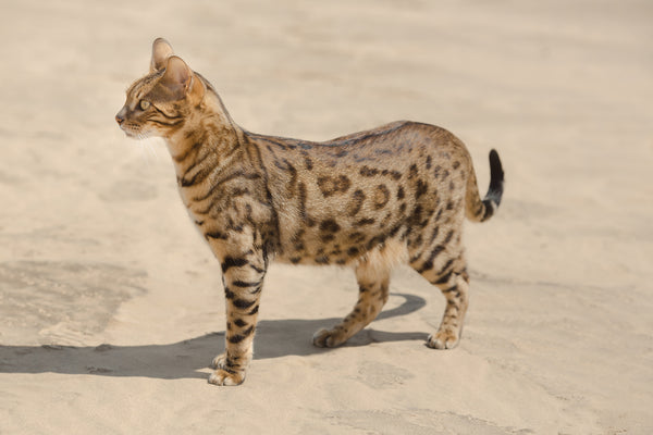 Savannah-Katze in der Wüste