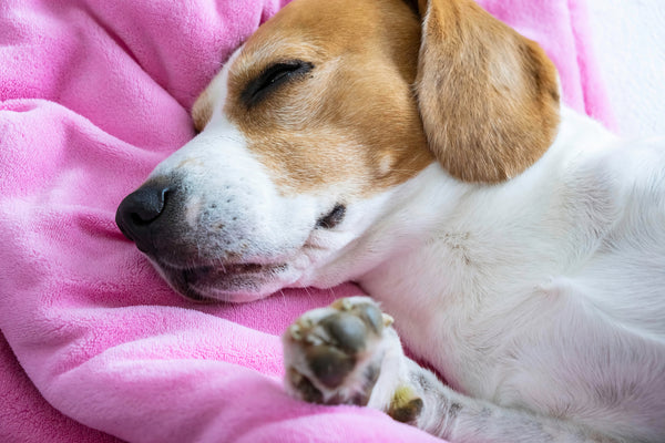 Beagle-Hund macht auf dem Sofa auf einer rosa Babydecke ein Nickerchen