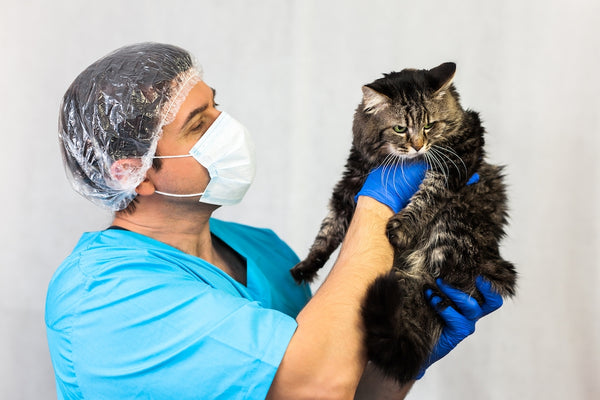 Eine wunderschöne Katze in der Tierklinik, ein Arzt hält und kuschelt sie.