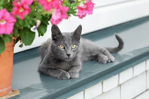 Schöne junge graue Katzenrasse Russian Blue liegt zu Hause auf einem Metalldach.