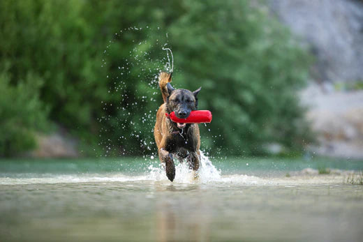 Belgischer Schäferhund Malinois läuft mit einem Spielzeug im Wasser