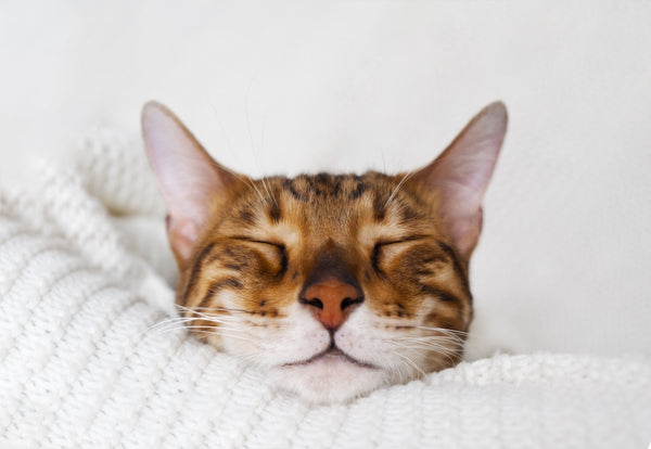 Schlafende Bengalkatze