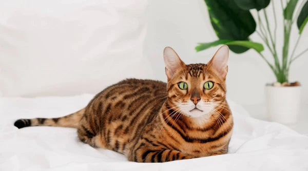 Bengal Katze- Ein kleiner Leopard Im Haus