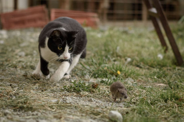 Schwarz-weiße Katze bei der Jagd auf eine Maus in einem Garten