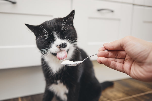 Schwarze Katze leckt Joghurt vom Löffel seines Haustierbesitzers in der heimischen Küche.