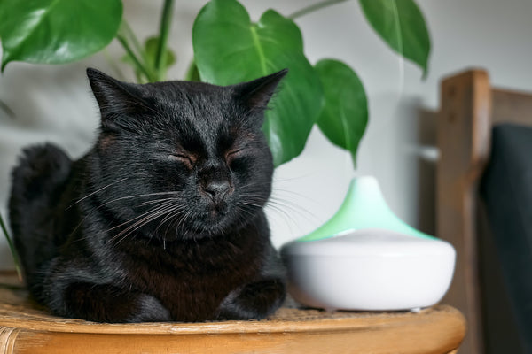 Schwarze Katze ruht sich zu Hause in der Nähe eines Luftbefeuchters oder Diffusors für ätherische Öle aus.