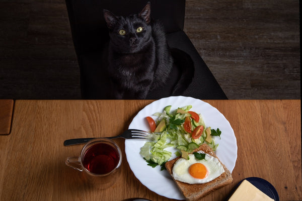Eine schwarze Katze sitzt am Tisch, an dem das Frühstück steht.