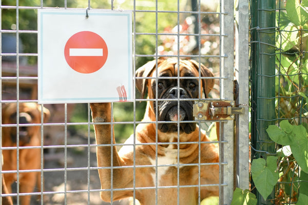 Ein Boxerhund, der hinter einem verschlossenen Zaun in die Linse schaut