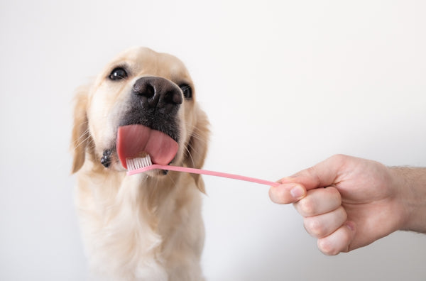 Zähne putzen bei einem Hund. Männliche Hand hält Tierzahnbürste.