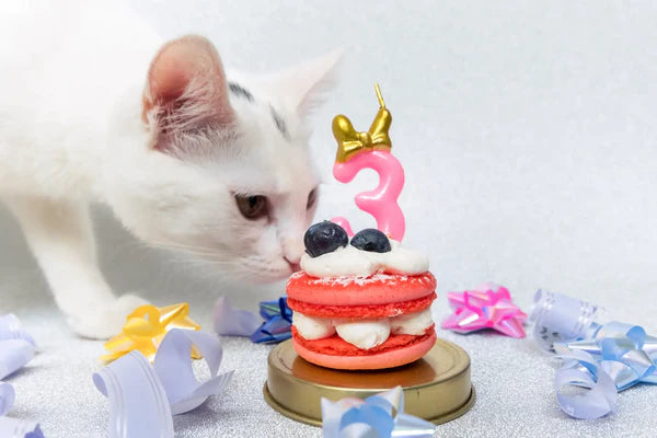 Eine süße weiße Katze schnüffelt an einer kleinen Geburtstagstorte.