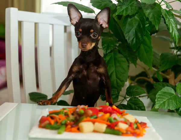 Dürfen Hunde Salat und Spinat Essen?