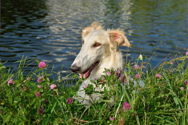 ein Hund im Gras am Wasser