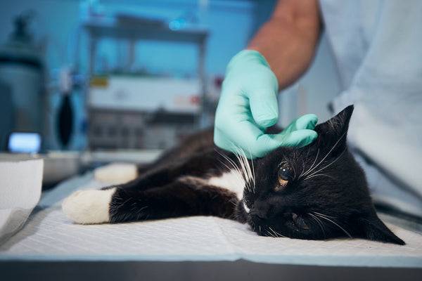 Katze in der Tierklinik