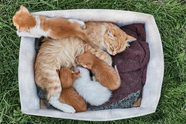 Eine Katze liegt zusammengerollt mit ihren Kätzchen in einem Katzenbett auf grünem Gras