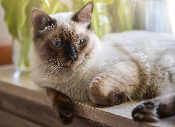 Ragdoll Katze: Eine Blauäugige Schönheit