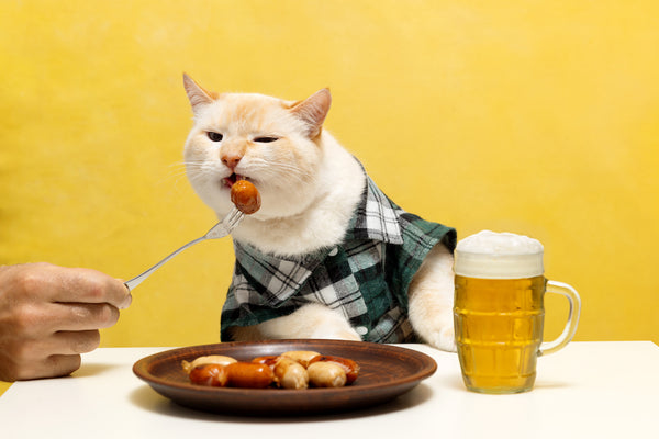 Katze im Hemd sitzt am Oktoberfesttisch und isst mit einer Gabel eine Wurst.
