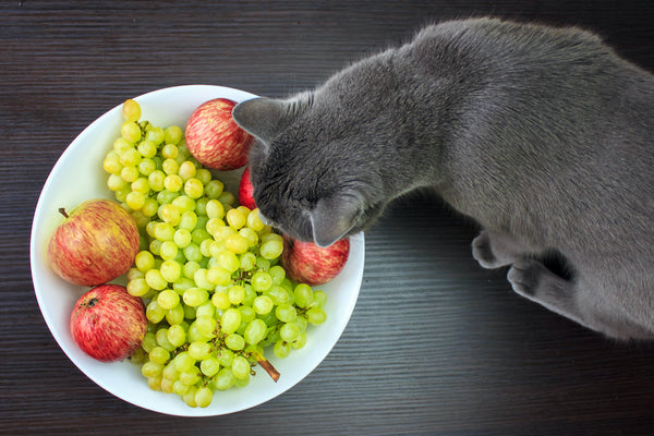 Die freche Katze klaut Äpfel und Weintrauben von einem Teller.