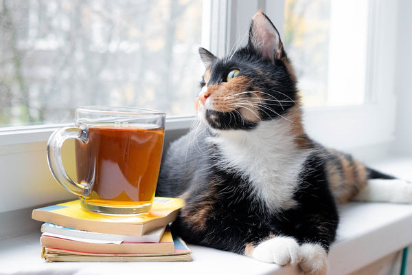 Katze mit Tee am Fenster