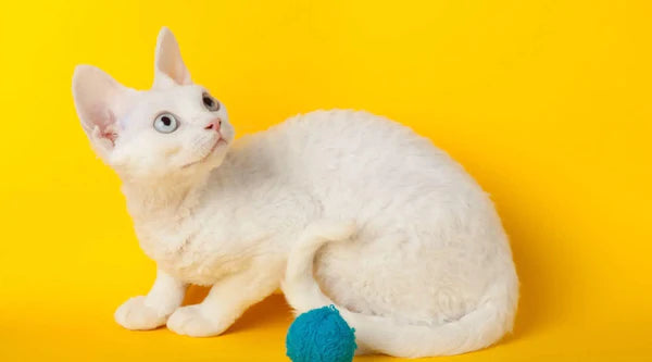 Aussergewöhnliche, Exzentrische Und Liebenswerte Devon Rex Katze