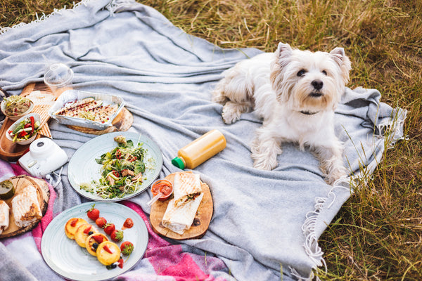 Nahaufnahme eines süßen kleinen Hundes, der auf einer Picknickdecke mit einer Vielzahl von liegt