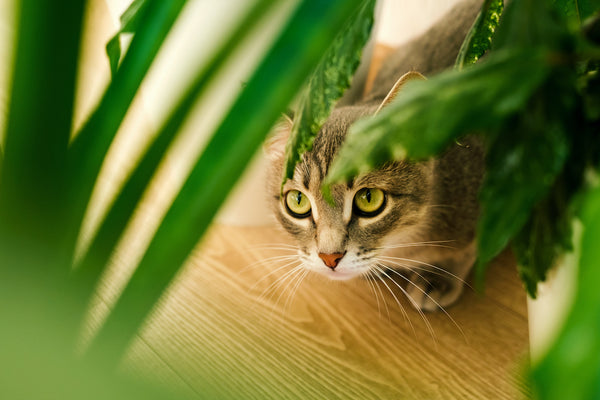 Nahaufnahmeporträt einer grauen Hauskatze durch grüne Blätter heimischer Pflanzen.