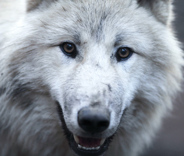 Nahaufnahme eines männlichen Wolfes