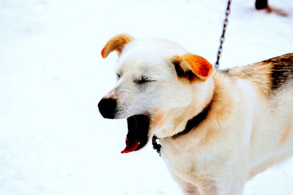 Nahaufnahme eines gähnenden Labrador Husky, der mit der Leine im Schnee steht.