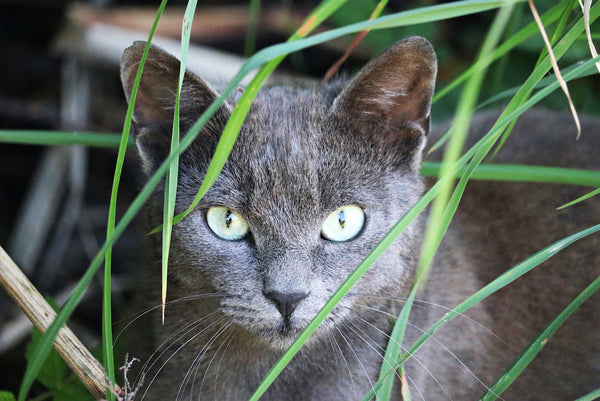 Nahaufnahme einer mürrischen Chartreux-Katze tagsüber auf einem Feld