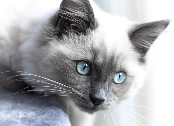 Nahaufnahme des weißen Ragdoll-Kätzchens mit blauen Augen