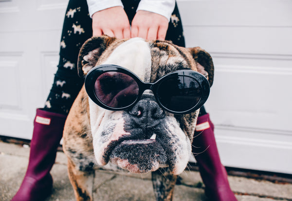 Coole Bulldogge mit Sonnenbrille schaut in die Kamera